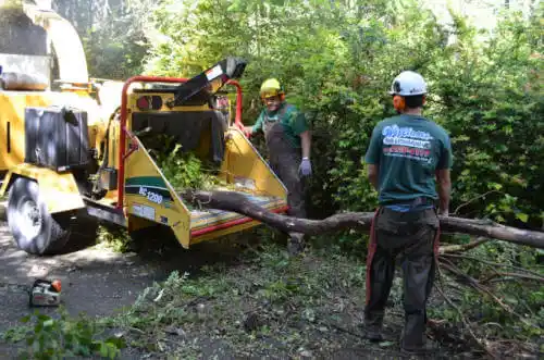 tree services Butte